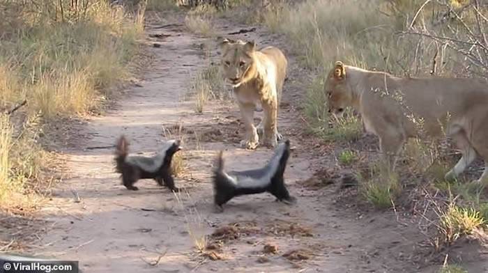南非野生动物公园两只蜜獾竟与一个狮子家庭对峙