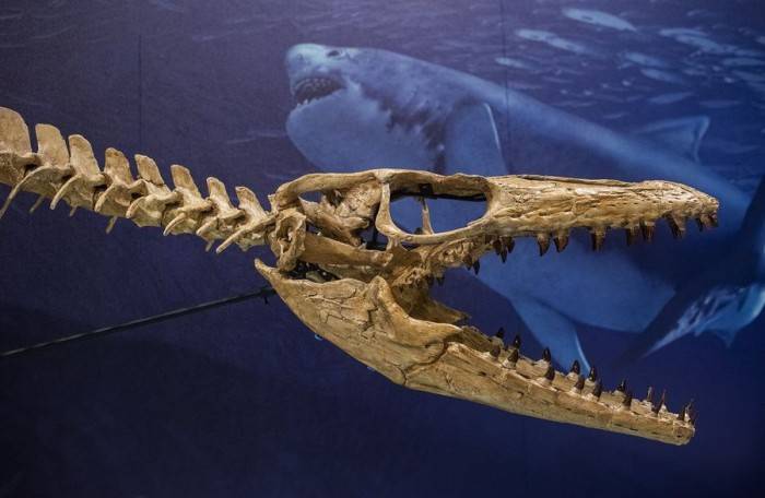 史密森尼学会将展示数千万年前的海洋霸主——沧龙化石