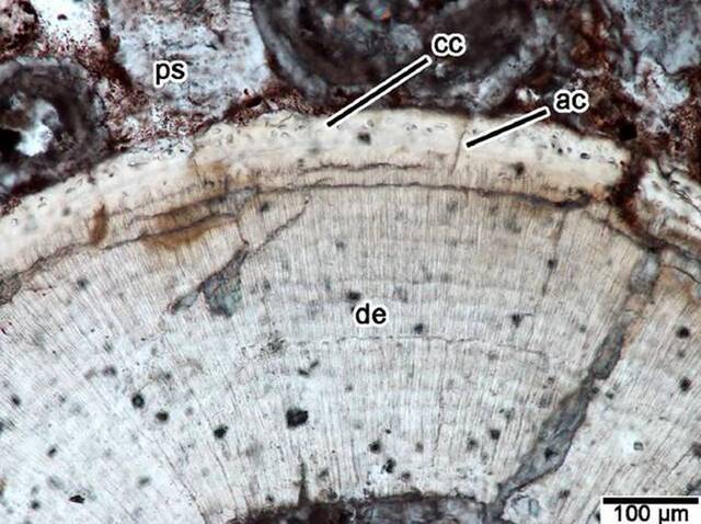 “长春龙”研究取得重要成果：发现恐龙牙釉质波纹构造的最早记录
