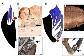 “长春龙”研究取得重要成果：发现恐龙牙釉质波纹构造的最早记录