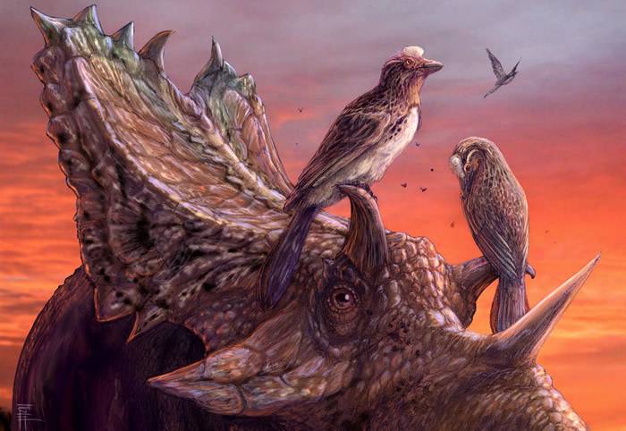 最完整北美洲反鸟类化石Mirarce eatoni竟藏在博物馆26年没人发现？