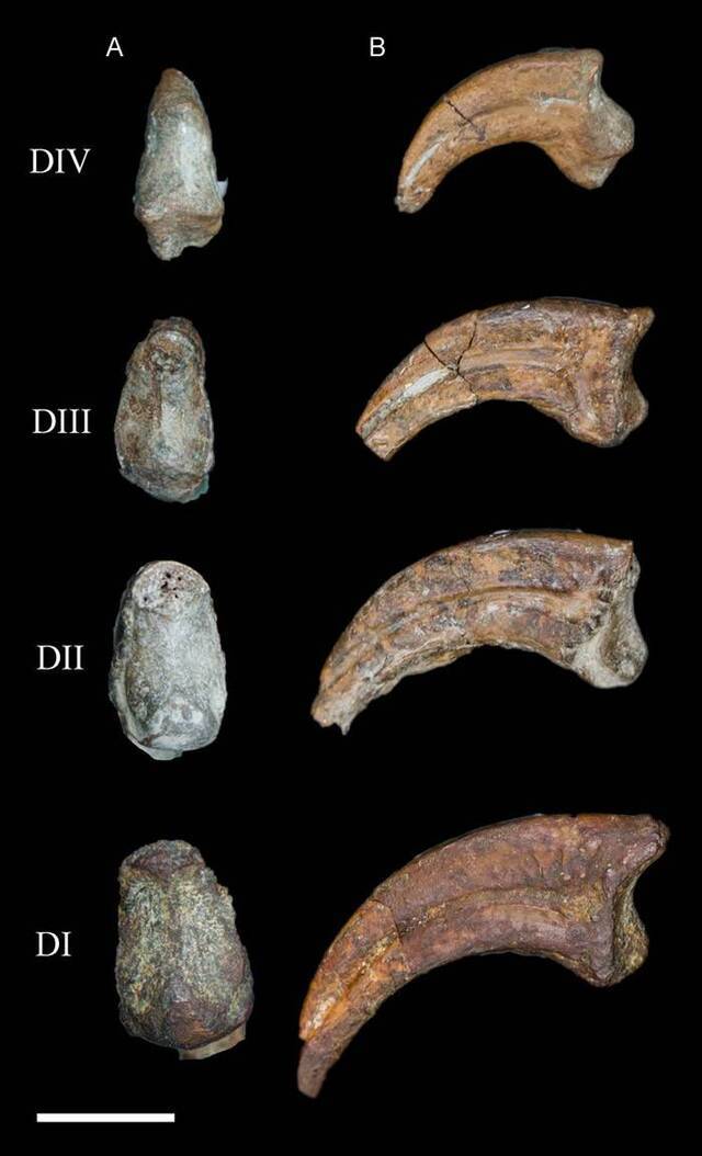 最完整北美洲反鸟类化石Mirarce eatoni竟藏在博物馆26年没人发现？