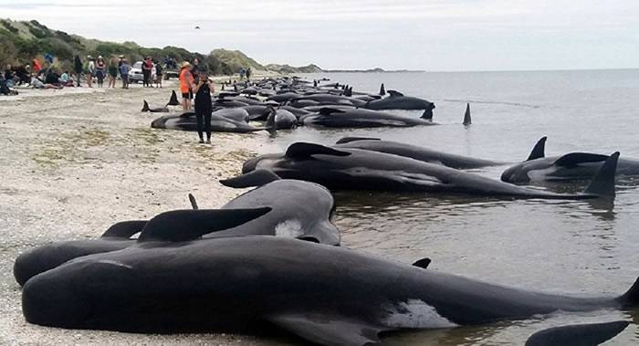27头巨头鲸和1头座头鲸在澳大利亚克拉金固隆国家公园海岸搁浅