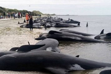 27头巨头鲸和1头座头鲸在澳大利亚克拉金固隆国家公园海岸搁浅