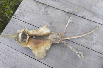 新西兰基督城海滩发现超古怪生物遗骸 专家称：新西兰鳐鱼