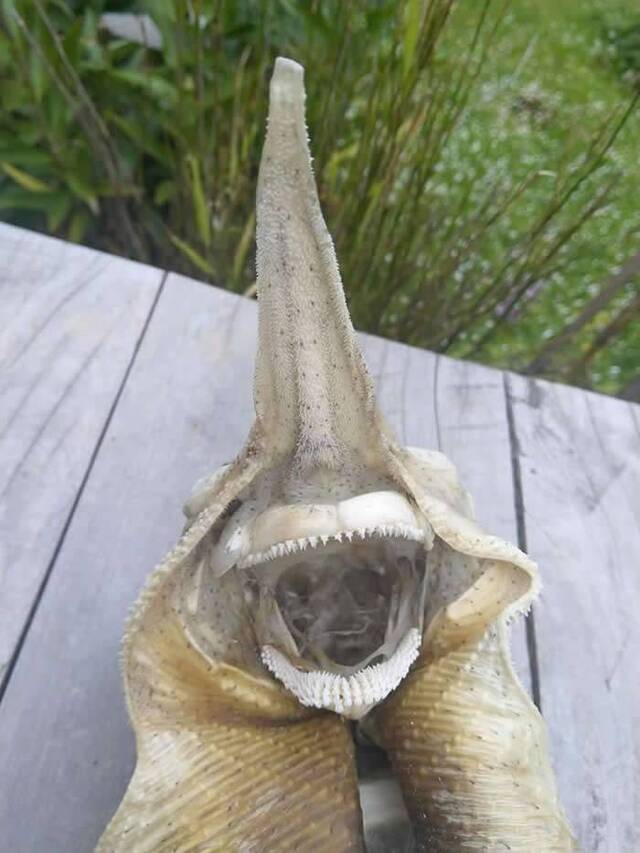 新西兰基督城海滩发现超古怪生物遗骸 专家称：新西兰鳐鱼