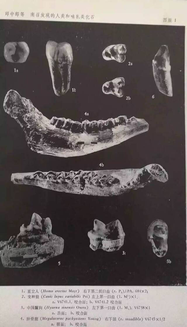 “南召猿人”发现记：中药材里发现人类祖先的一颗牙齿