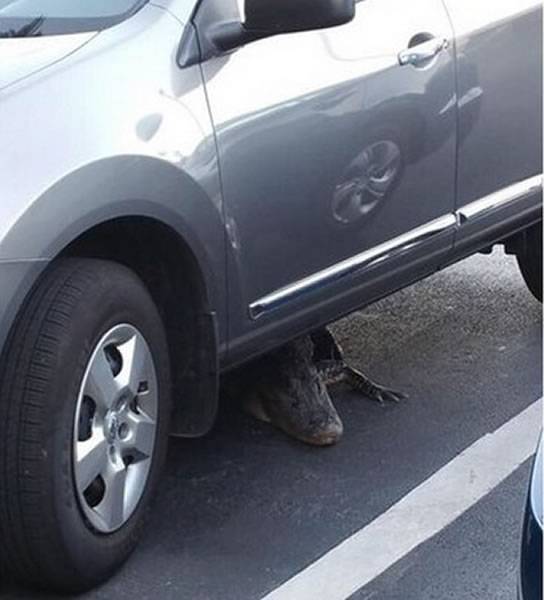 到停车场准备取车时竟发现一只巨型鳄鱼躲在车底