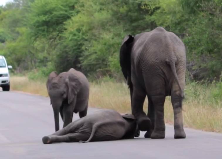 南非小象太累躺路中央不愿起来 父母不准尽现严厉家教