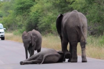 南非小象太累躺路中央不愿起来 父母不准尽现严厉家教
