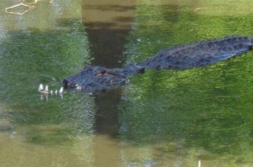 美国佛罗里达州汉考克湖面惊现无上颚鳄鱼