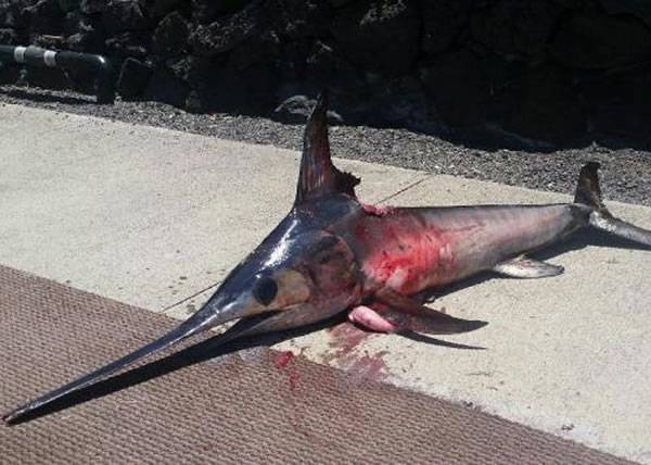 美国夏威夷州渔民用鱼叉猎剑鱼遭反击 惨遭袭胸死亡