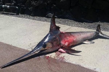 美国夏威夷州渔民用鱼叉猎剑鱼遭反击 惨遭袭胸死亡