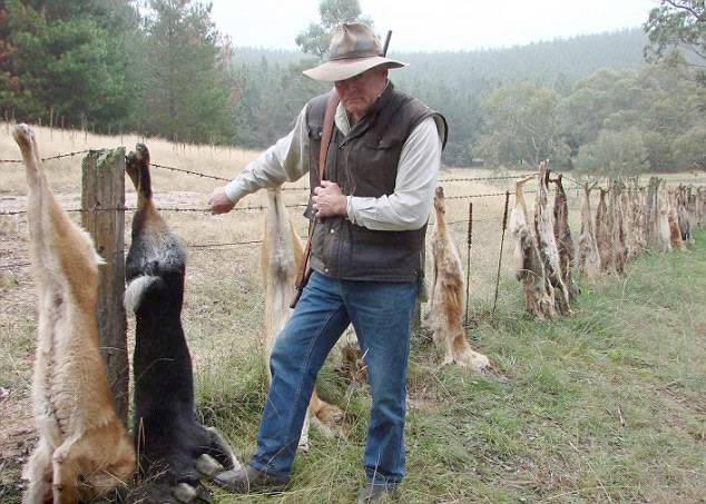 澳大利亚农民大量猎杀野狗 并将其挂在村里的树上以儆效尤
