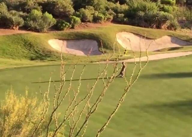 美国亚利桑那州山狮闯高尔夫球场