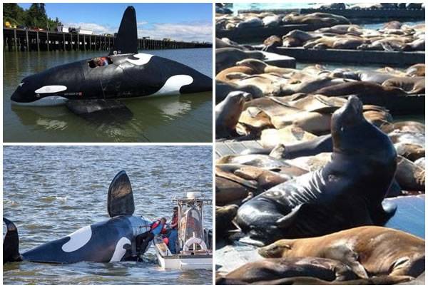 逾百海狮霸美国俄勒冈州渔港 当局用电动杀人鲸赶客