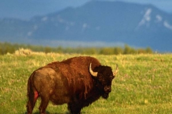 美国黄石公园野牛发毛 撞抛澳洲游客至半空