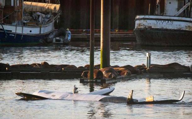 美国俄勒冈州上百只海狮占据码头 出动10公尺长大型机器虎鲸驱赶