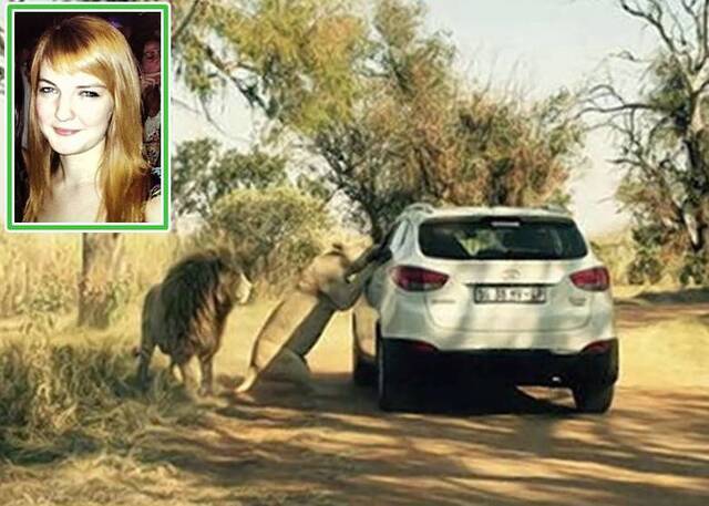 南非狮子咬死女游客 死前一刻曝光