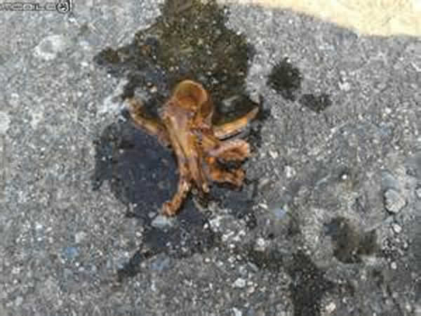 被章鱼吸住后抓上岸拍照 发现是毒液足以在数分钟内杀死26名成年人的蓝环章鱼