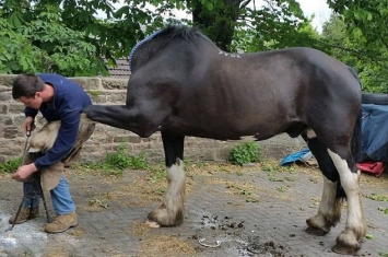 英国南约克郡抓拍到一张“无头马”照片