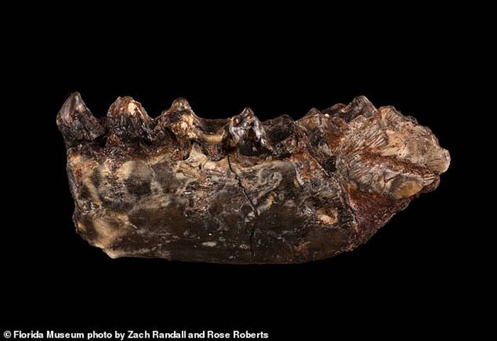 5600万年前现代灵长目动物已知最早祖先“德氏猴”曾在北美大陆上游走