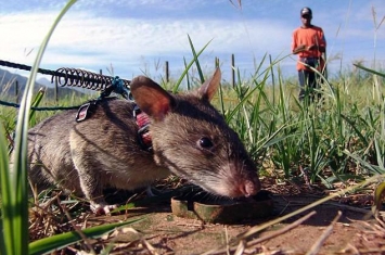 柬埔寨训练巨鼠嗅探地雷 20分钟可完成人类探雷工5天工作量