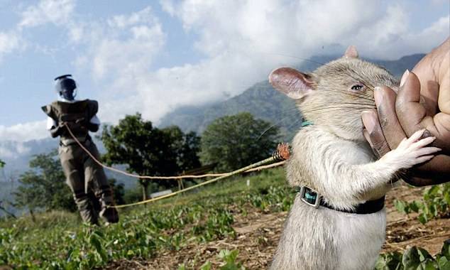柬埔寨训练巨鼠嗅探地雷 20分钟可完成人类探雷工5天工作量