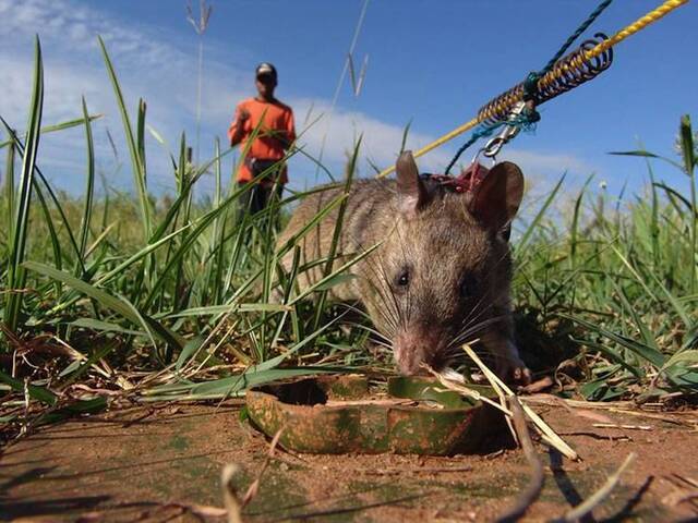 非洲巨鼠用灵敏的嗅觉闻出地雷的位置