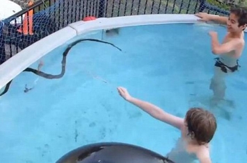 澳大利亚男孩在泳池中戏弄巨蟒视频在美国Reddit社交新闻网站爆红