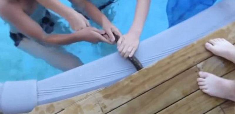 澳大利亚男孩在泳池中戏弄巨蟒视频在美国Reddit社交新闻网站爆红