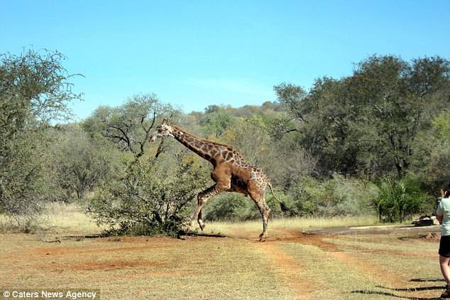 907公斤长颈鹿掉进水坑怎么办