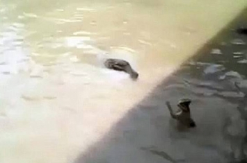 秘鲁无辜小猫被恶劣男丢入充满鳄鱼的水池中