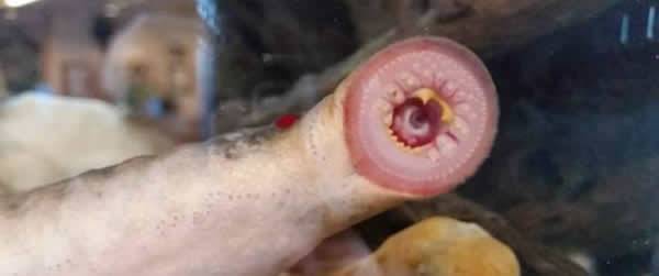 美国阿拉斯加州小镇天降恐怖怪鱼“北极七鳃鳗”