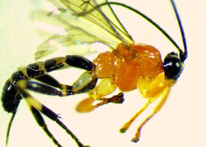 厄瓜多尔亚马逊森林发现能将猎物变成自动送死“丧尸”的寄生黄蜂