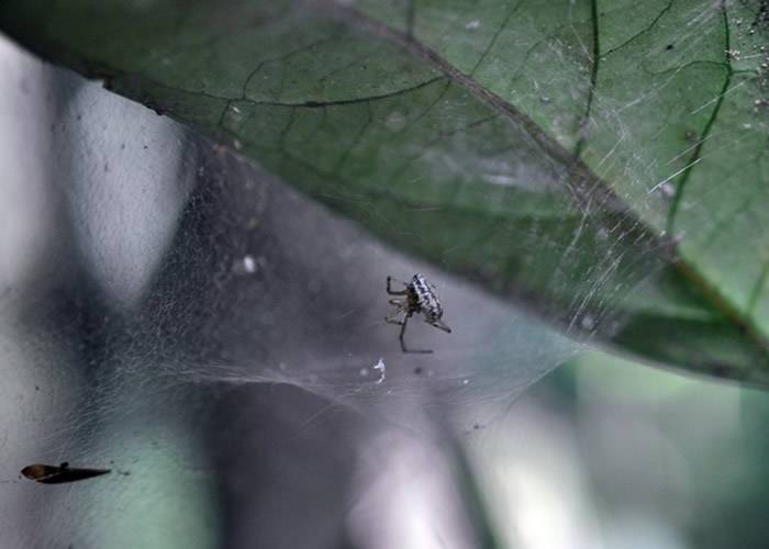 厄瓜多尔亚马逊森林发现能将猎物变成自动送死“丧尸”的寄生黄蜂