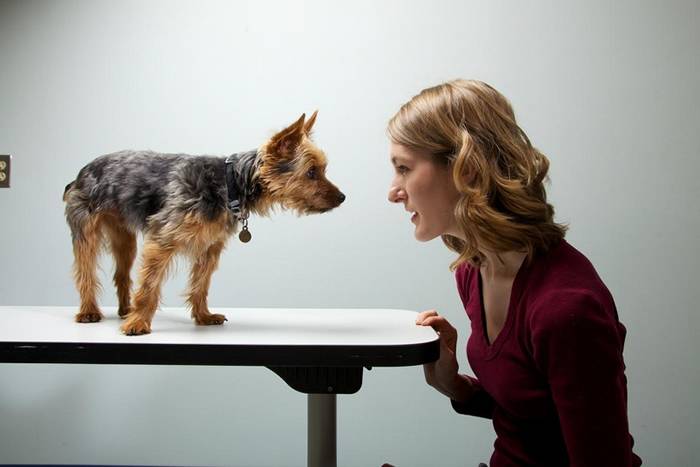 新研究指狗狗与主人往往有相似的行为