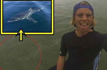 澳洲冲浪少年Alex Hayes晒“鲨”胆自拍 鲨鱼竟与资料图一样