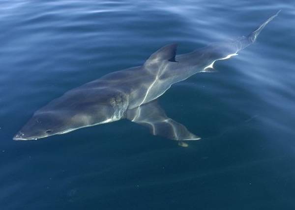 澳洲冲浪少年Alex Hayes晒“鲨”胆自拍 鲨鱼竟与资料图一样