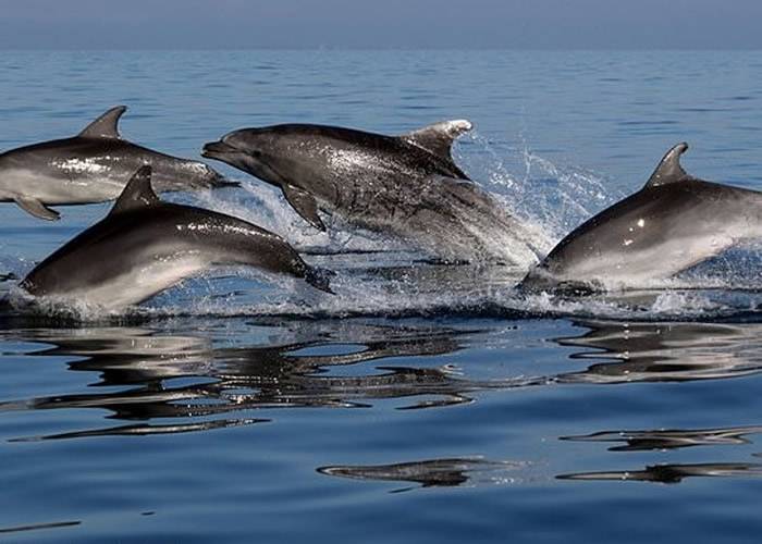 研究发现海豚会联群结队出没 同时避免其他同类加入