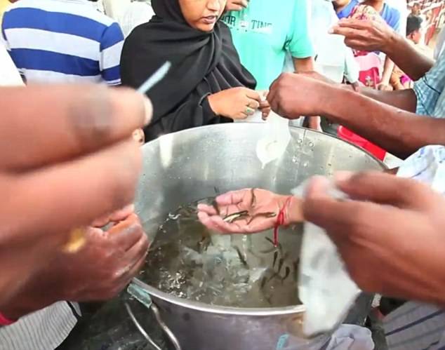 印度海得拉巴市流传着治疗哮喘神秘配方：生吞活鱼