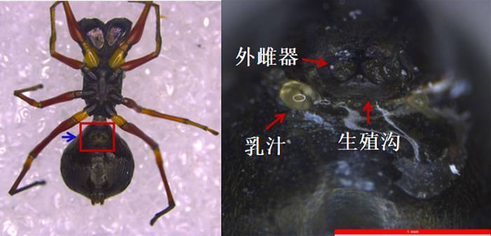 中国科学家首次发现名为大蚁蛛（Toxeus magnus）的跳蛛具有“哺乳行为”