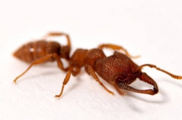 吸血鬼蚂蚁——卡米拉迷猛蚁（Mystrium camillae）是地球上咬合速度最快的生物