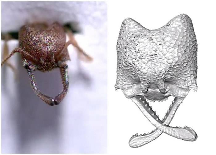 吸血鬼蚂蚁——卡米拉迷猛蚁（Mystrium camillae）是地球上咬合速度最快的生物