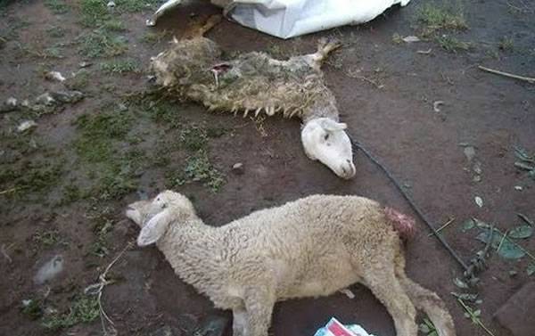 印尼峇里岛发生羊群离奇死亡事件