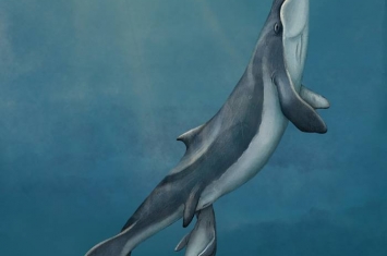 3300万年前渐新世时期的古鲸Maiabalaena nesbittae是须鲸和齿鲸的中间形态