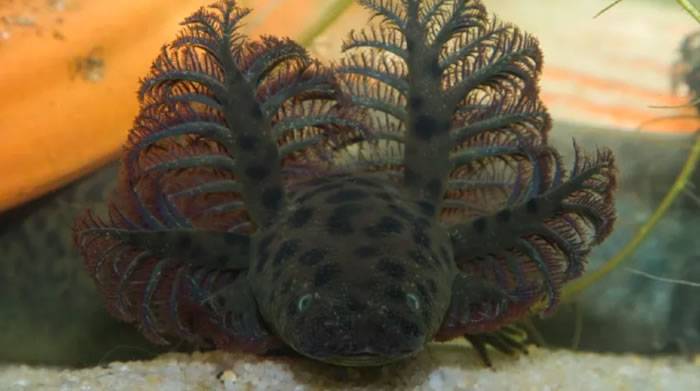 美国佛州沼泽区发现百年来最大新品种鳗螈“网状海妖”