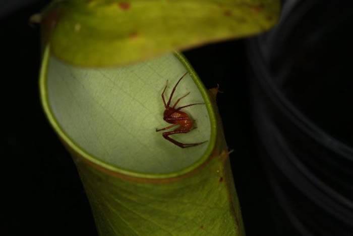 擅捕昆虫的蟹蛛为何会跟猪笼草变成好饭友