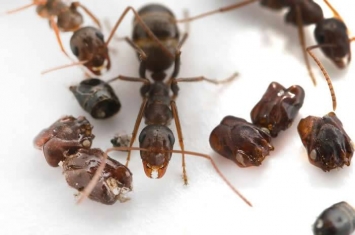 这些蚂蚁会拿敌人头颅装饰巢穴