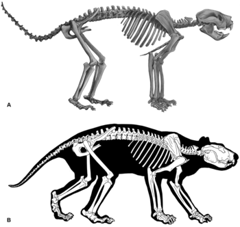 《PLOS One》：澳大利亚弗林德斯大学古生物学家重建袋狮完整骨骼